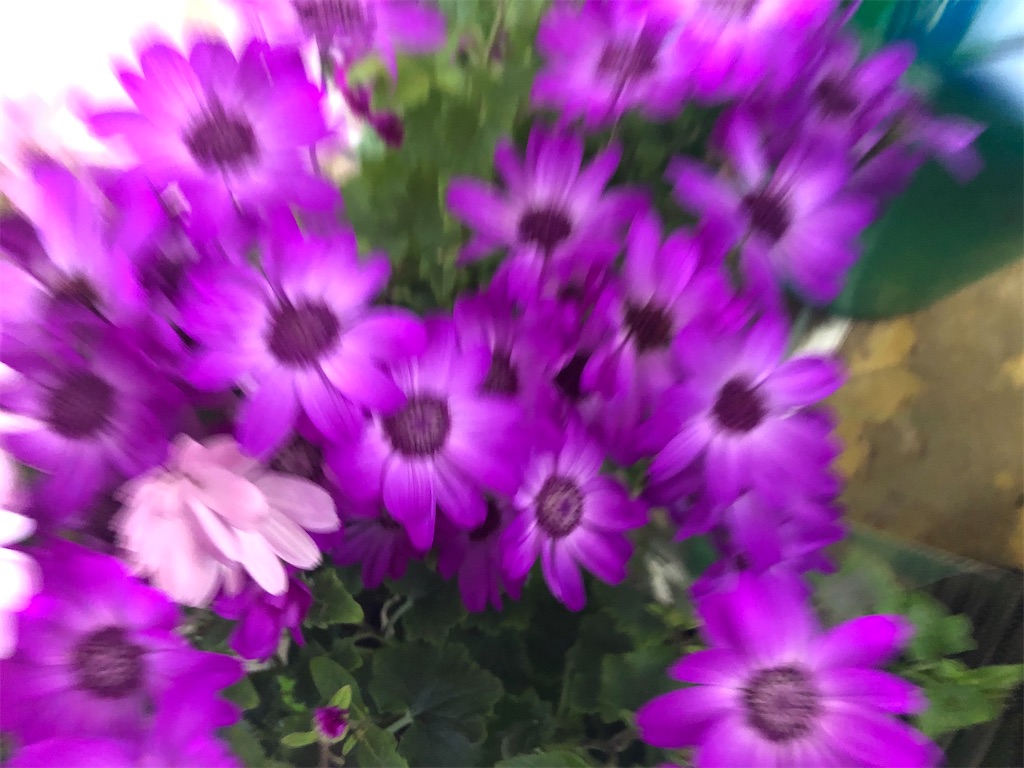 f:id:arcadia1017:20200316223952j:image f:id:arcadia1017:20200316223952j:image