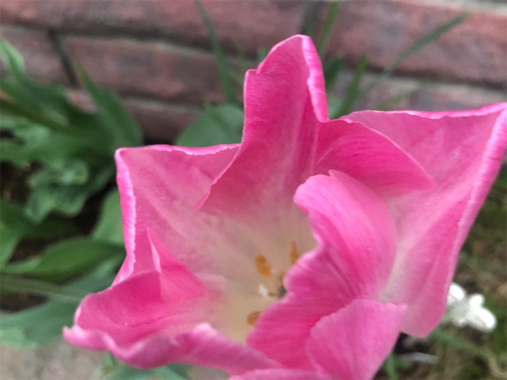 f:id:arcadia1017:20200419154852j:image