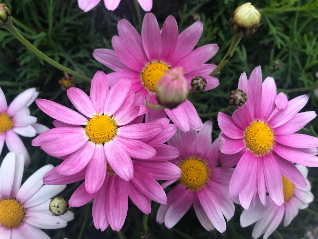 f:id:arcadia1017:20200419160956j:image