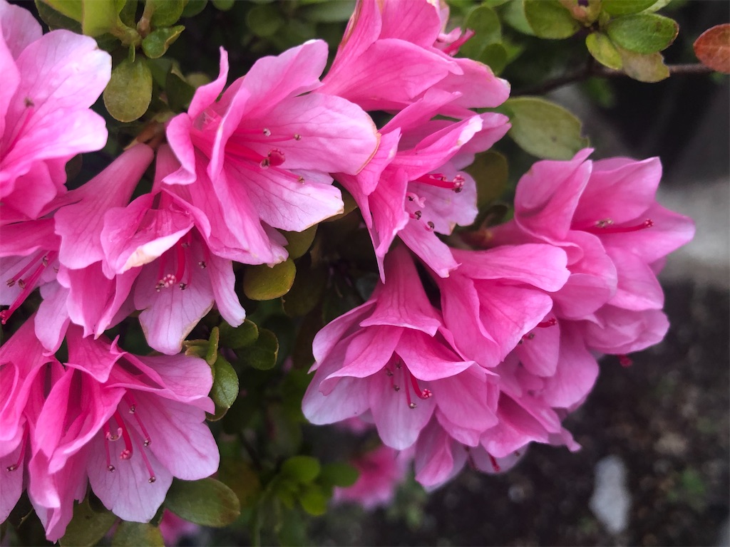 f:id:arcadia1017:20200419161000j:image