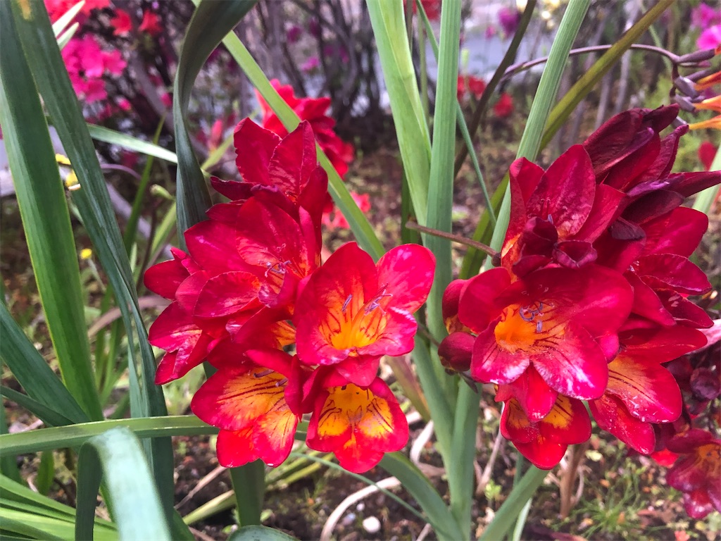 f:id:arcadia1017:20200419161008j:image