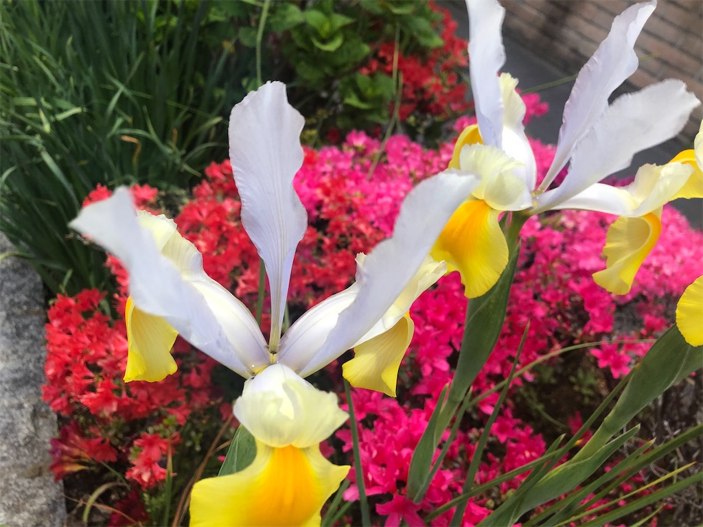 f:id:arcadia1017:20200419161023j:image