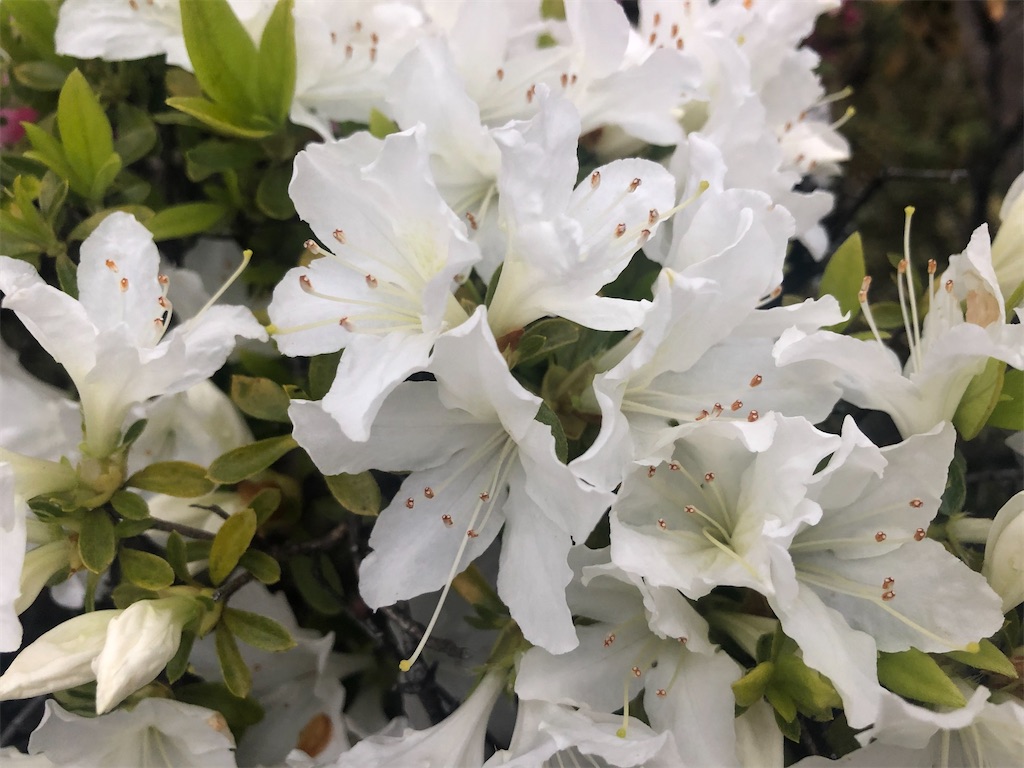 f:id:arcadia1017:20200419161037j:image