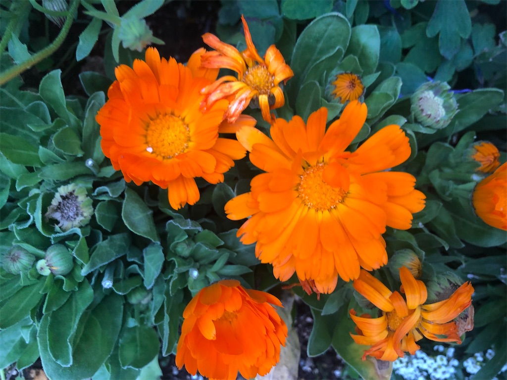 f:id:arcadia1017:20200421092921j:image