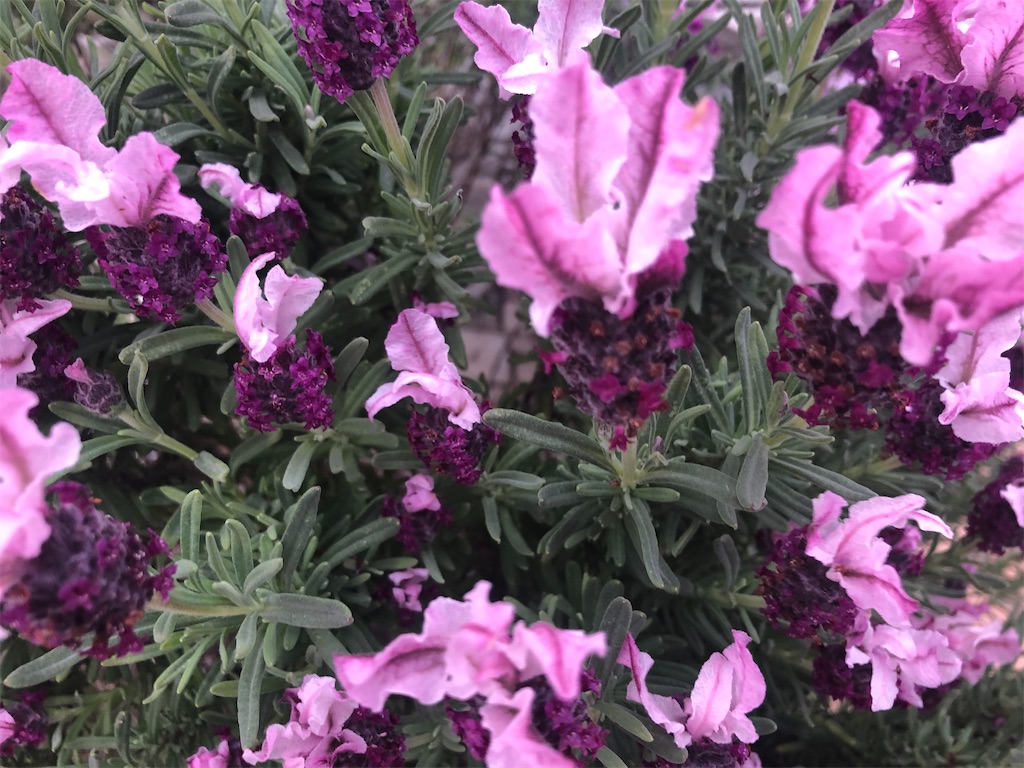 f:id:arcadia1017:20200421093017j:image