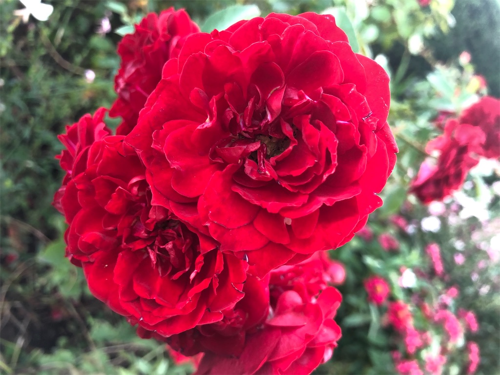 f:id:arcadia1017:20201030103641j:image