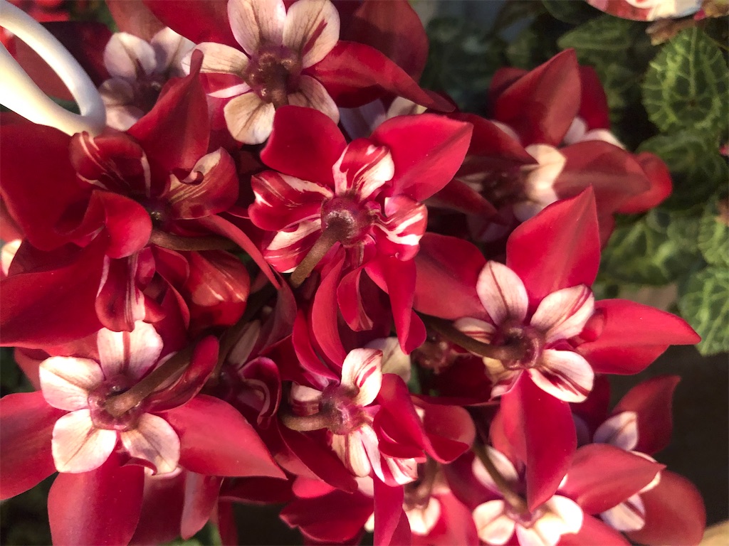 f:id:arcadia1017:20201030103648j:image