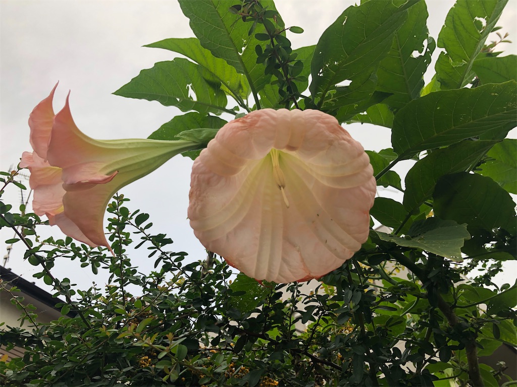 f:id:arcadia1017:20201030103703j:image