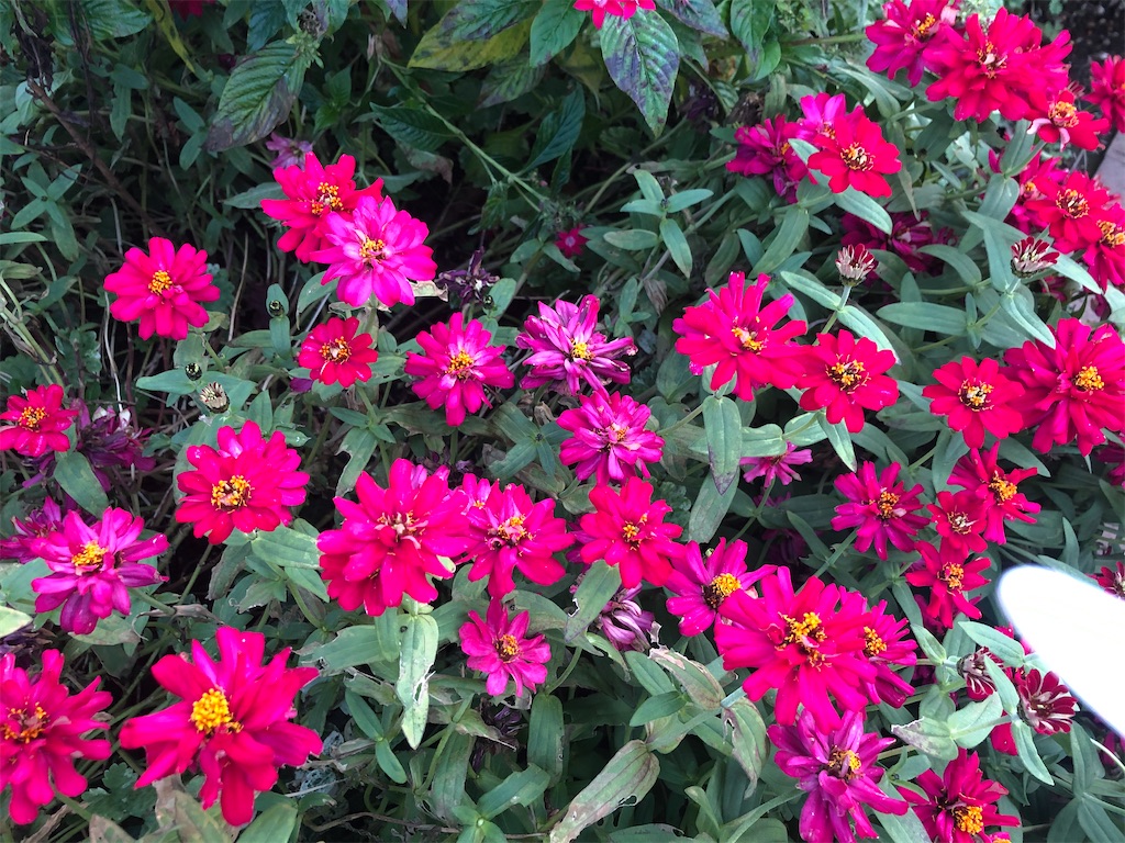 f:id:arcadia1017:20201030103706j:image