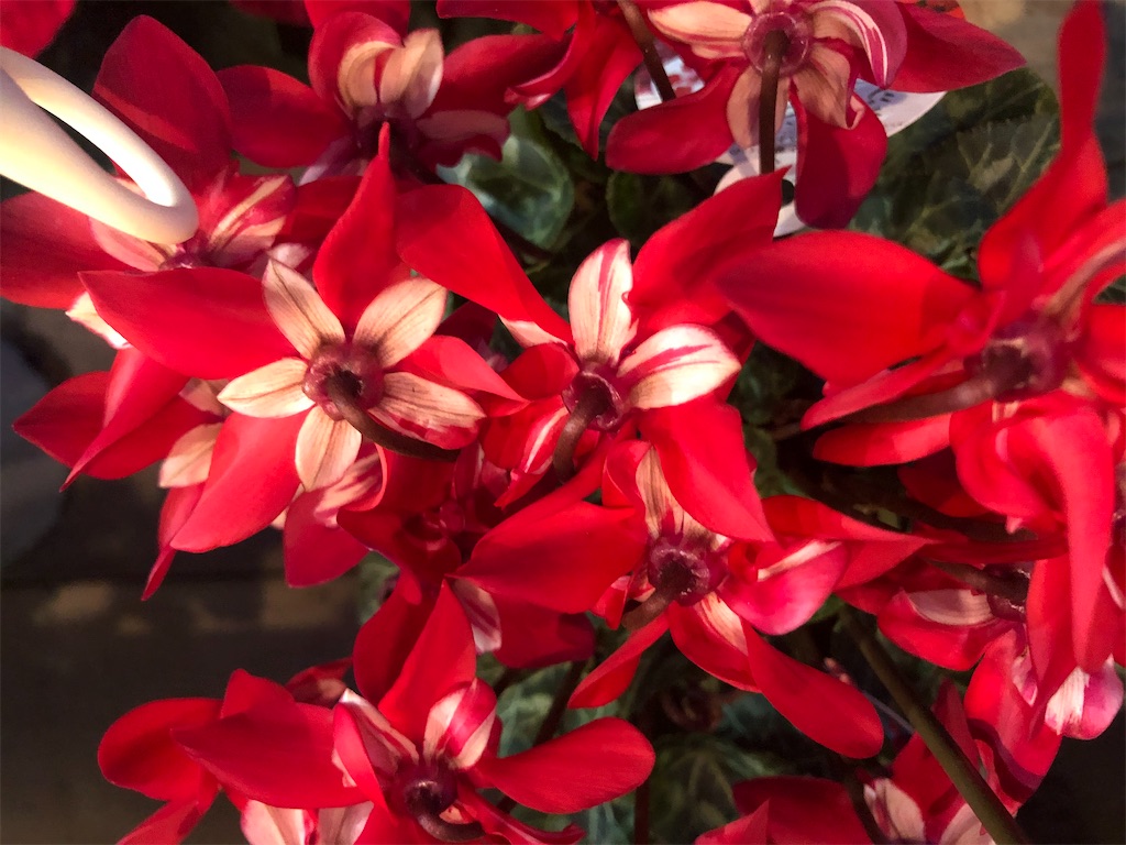 f:id:arcadia1017:20201030103717j:image