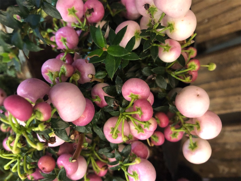 f:id:arcadia1017:20201030103728j:image