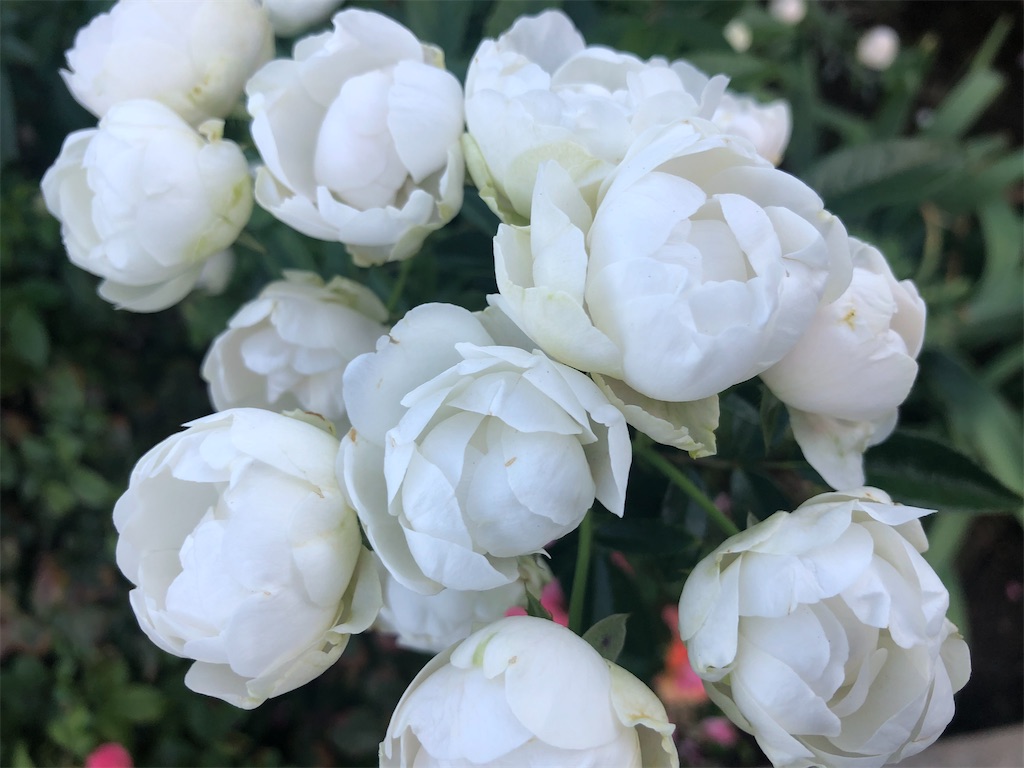 f:id:arcadia1017:20201030103732j:image