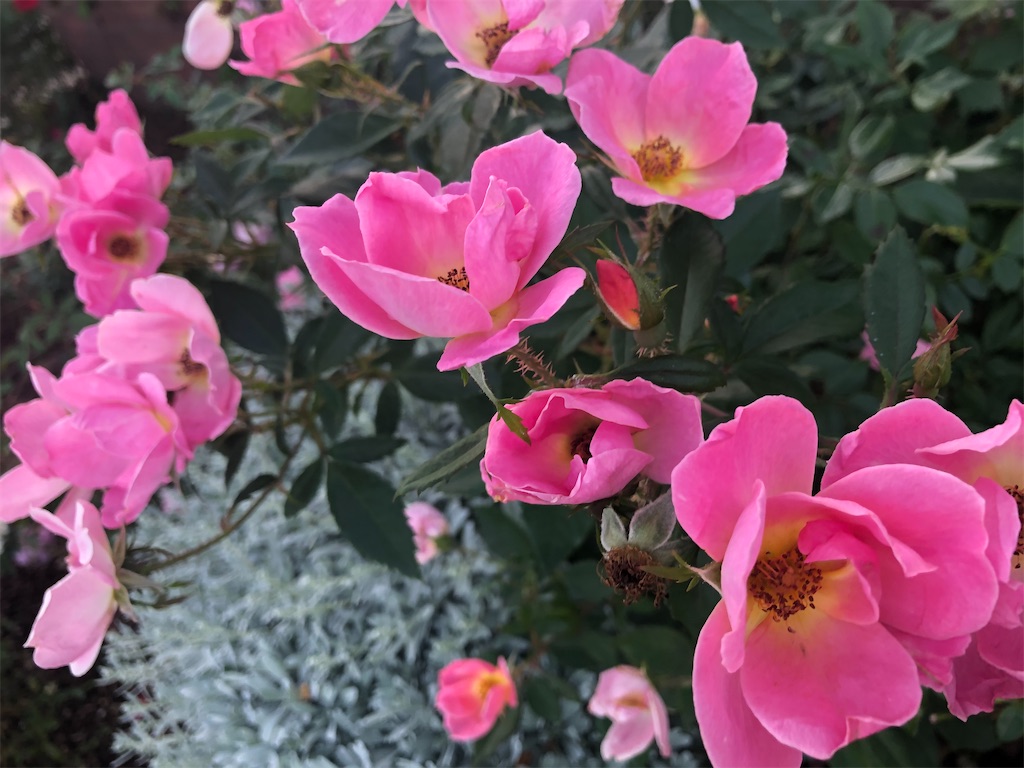 f:id:arcadia1017:20201030104030j:image