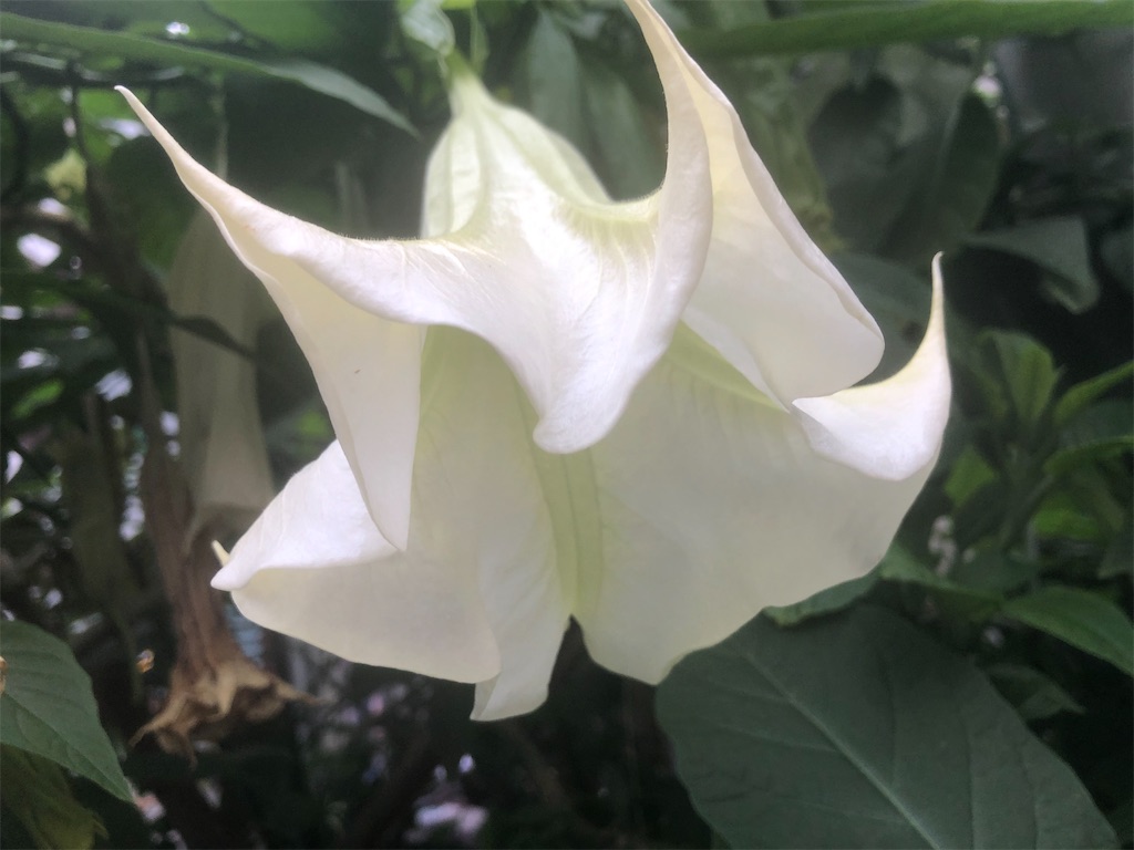 f:id:arcadia1017:20201103133403j:image