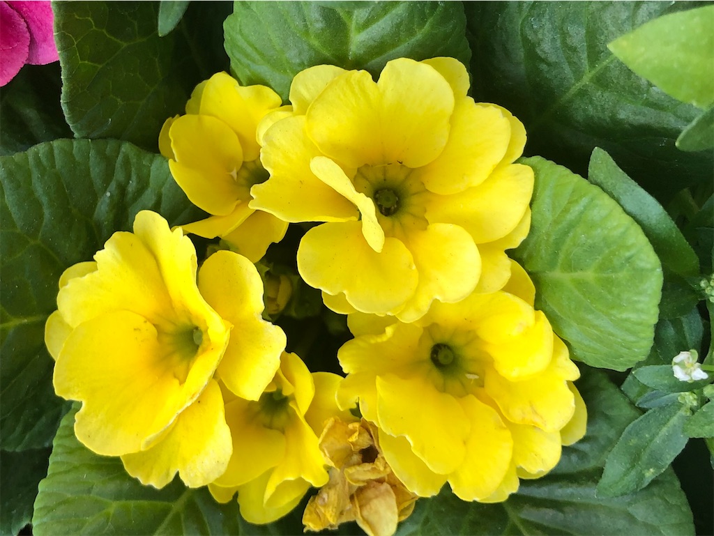 f:id:arcadia1017:20201104212406j:image