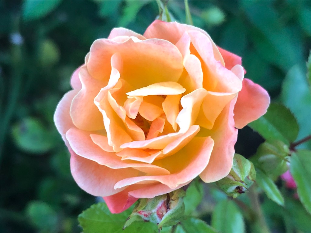 f:id:arcadia1017:20201106165200j:image f:id:arcadia1017:20201106165200j:image