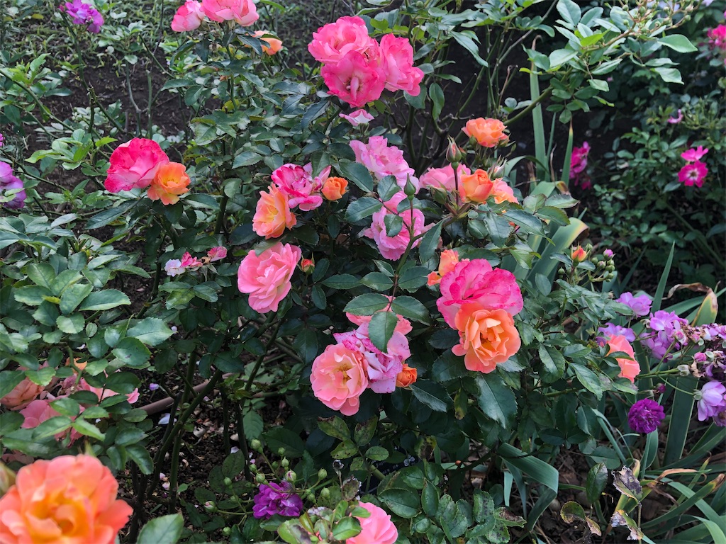 f:id:arcadia1017:20201106165229j:image f:id:arcadia1017:20201106165229j:image