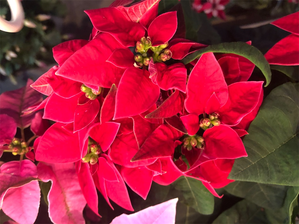 f:id:arcadia1017:20201106165518j:image f:id:arcadia1017:20201106165518j:image