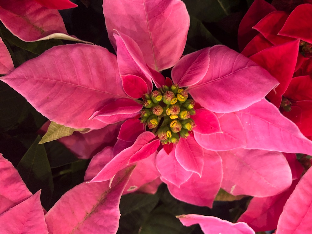 f:id:arcadia1017:20201106165522j:image f:id:arcadia1017:20201106165522j:image