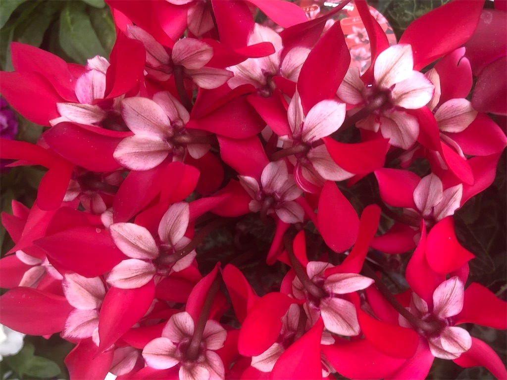 f:id:arcadia1017:20201106165526j:image f:id:arcadia1017:20201106165526j:image