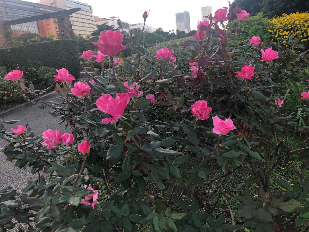 f:id:arcadia1017:20201106165530j:image f:id:arcadia1017:20201106165530j:image