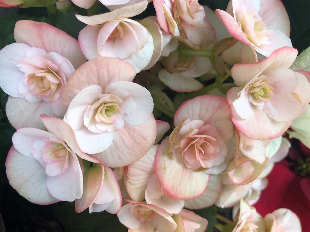 f:id:arcadia1017:20201106165535j:image f:id:arcadia1017:20201106165535j:image