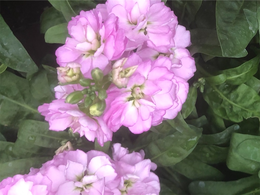 f:id:arcadia1017:20201106165539j:image f:id:arcadia1017:20201106165539j:image