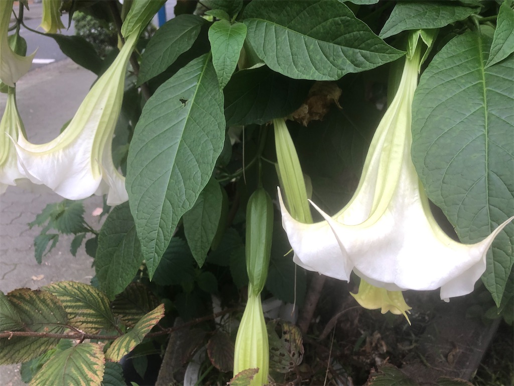 f:id:arcadia1017:20201106165543j:image f:id:arcadia1017:20201106165543j:image