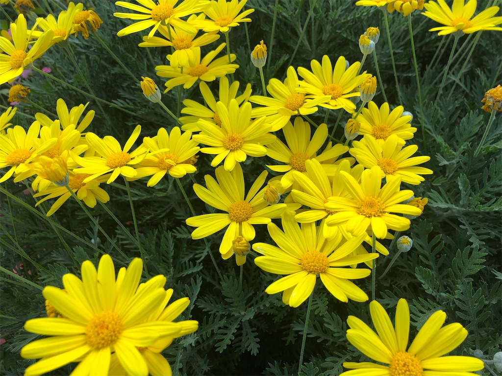 f:id:arcadia1017:20201106165551j:image f:id:arcadia1017:20201106165551j:image