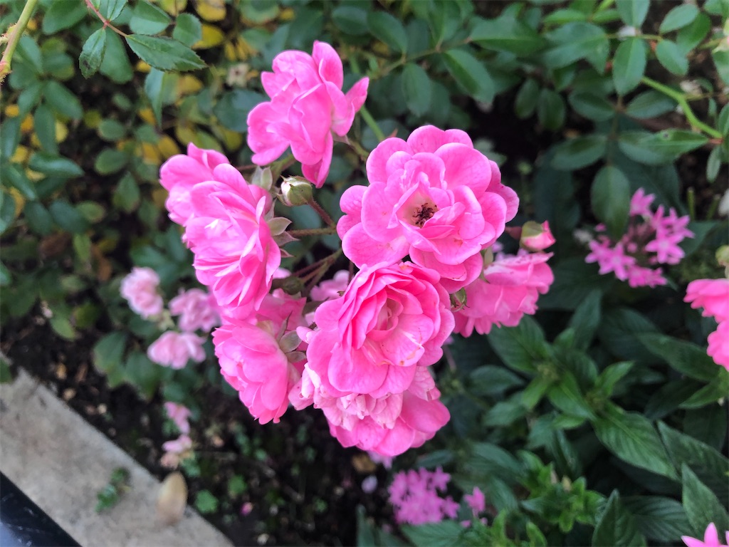 f:id:arcadia1017:20201106165554j:image f:id:arcadia1017:20201106165554j:image