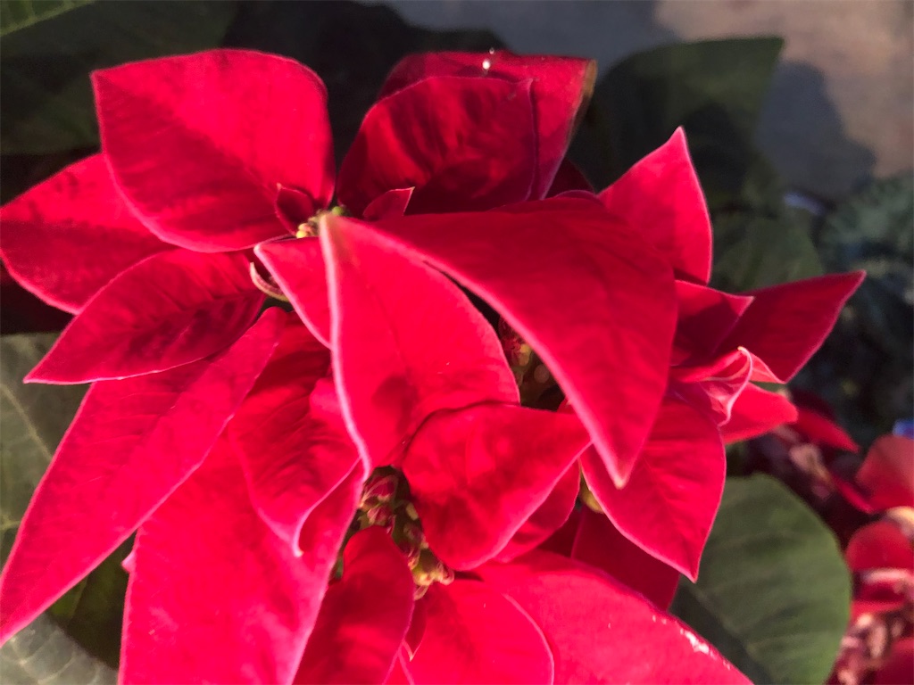 f:id:arcadia1017:20201106165559j:image f:id:arcadia1017:20201106165559j:image