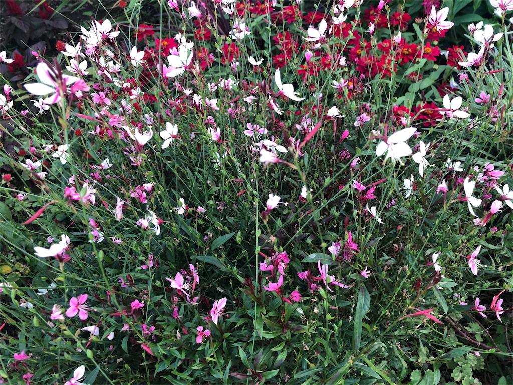 f:id:arcadia1017:20201106165603j:image f:id:arcadia1017:20201106165603j:image