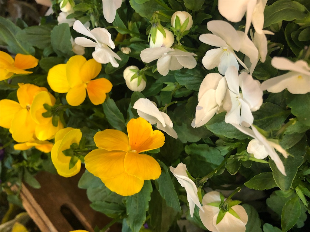 f:id:arcadia1017:20201106165606j:image f:id:arcadia1017:20201106165606j:image