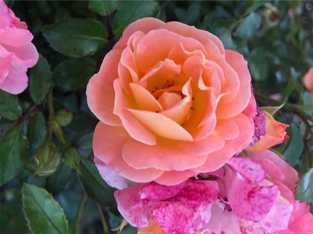 f:id:arcadia1017:20201106165610j:image f:id:arcadia1017:20201106165610j:image