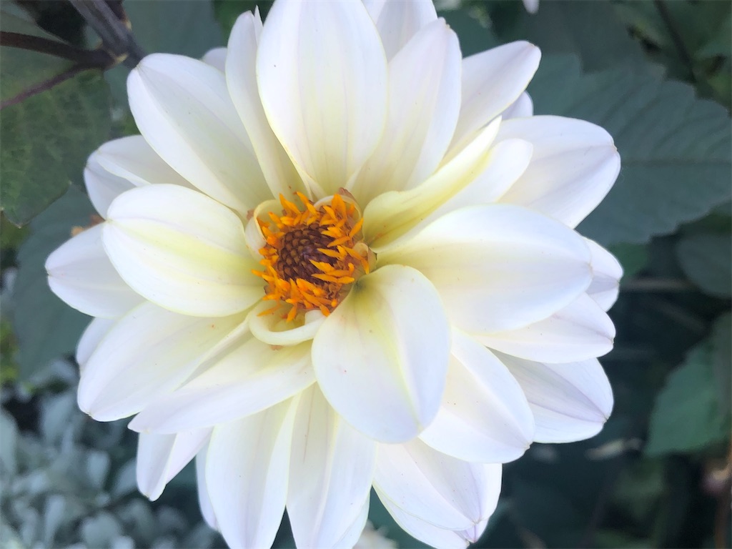 f:id:arcadia1017:20201106165621j:image f:id:arcadia1017:20201106165621j:image