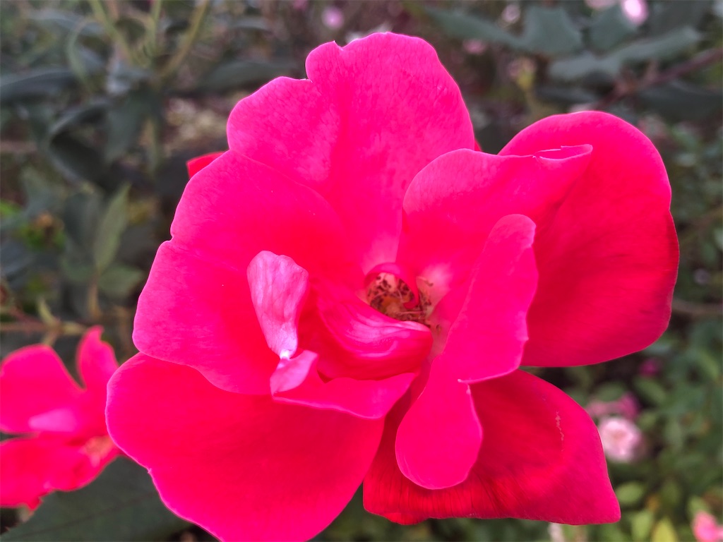 f:id:arcadia1017:20201107080453j:image f:id:arcadia1017:20201107080453j:image