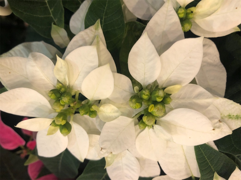 f:id:arcadia1017:20201107080459j:image f:id:arcadia1017:20201107080459j:image