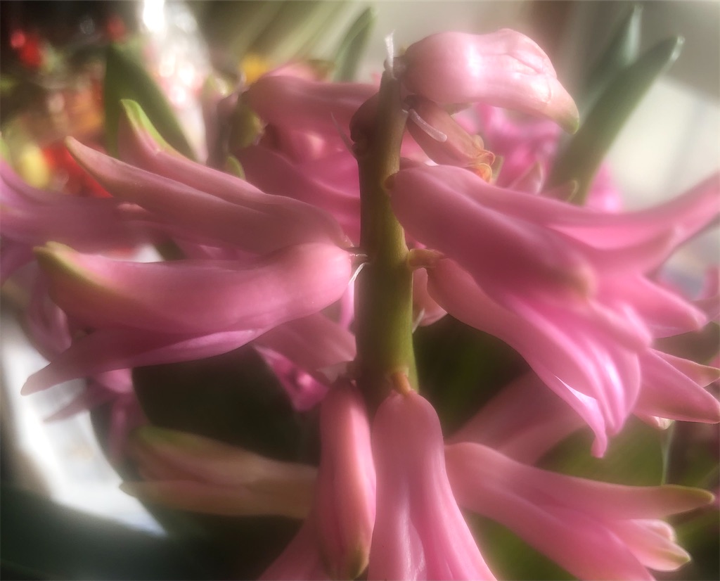f:id:arcadia1017:20210129223337j:image f:id:arcadia1017:20210129223337j:image