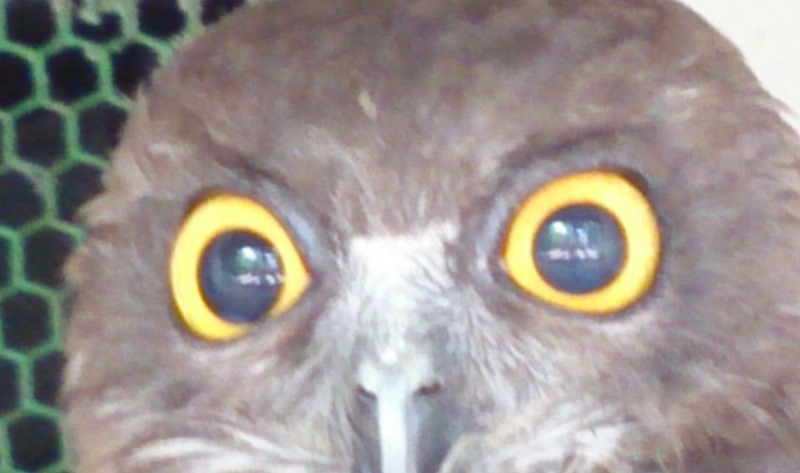 f:id:arcanum_jp:20140524121425j:image:w360