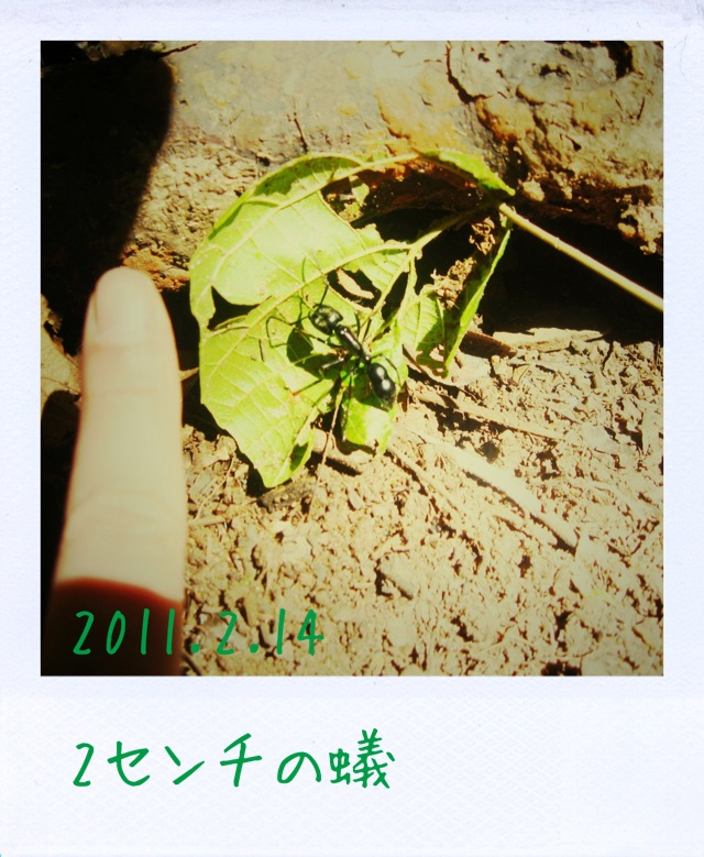 f:id:arco_iris_b:20110309153410j:image:w140