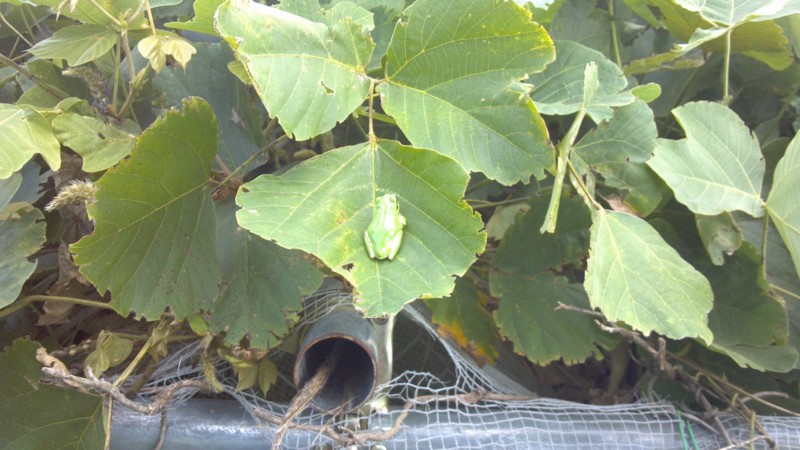 f:id:arcright:20120805145946j:image