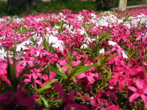 f:id:ardarim:20090419123719j:image