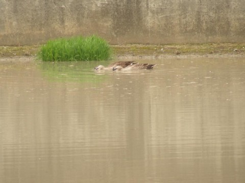 f:id:ardarim:20090613125333j:image