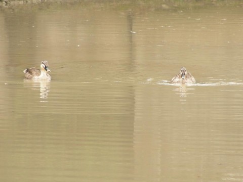 f:id:ardarim:20090613125415j:image