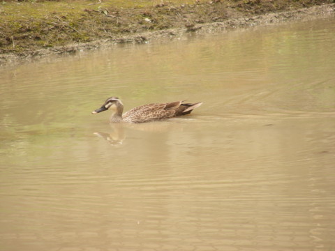 f:id:ardarim:20090613125516j:image