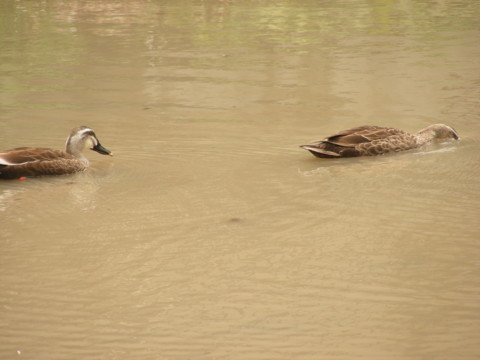 f:id:ardarim:20090613125530j:image