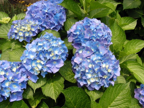 f:id:ardarim:20090613125938j:image