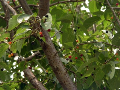 f:id:ardarim:20090613130550j:image