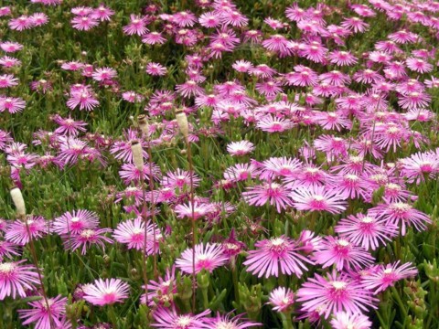 f:id:ardarim:20090613131908j:image