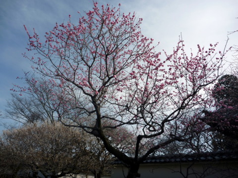 f:id:ardarim:20100322150703j:image